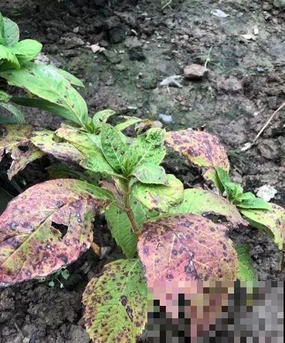 7种花冬天会假死，叶子掉光不要扔，明年还能大爆花！