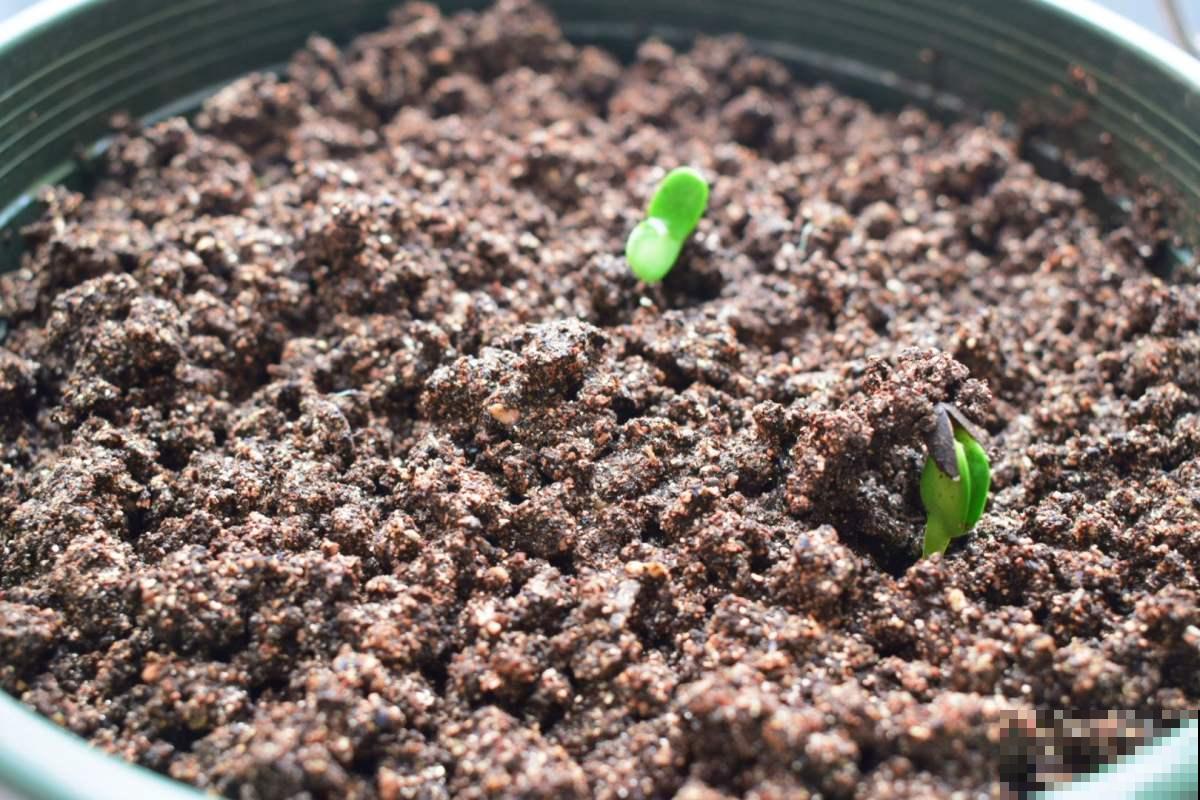 土壤板结像砖头，4个方法学会，花卉呼吸特畅快