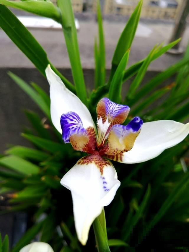 秋天常见的60种花，最全花卉图谱，收藏起来慢慢看