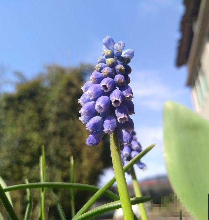 秋冬季缺不了的9种花，南北方都能养，现在准备不算迟
