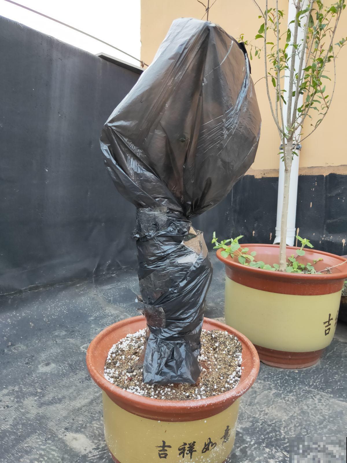 最伤花的4种行为，只要中招一个，就养不好花