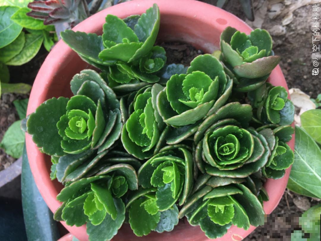 自制养花杀虫水，现在给花喷一喷，3天见效