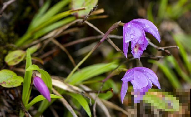 路边看到6种花，千万别随便采，可能会惹麻烦