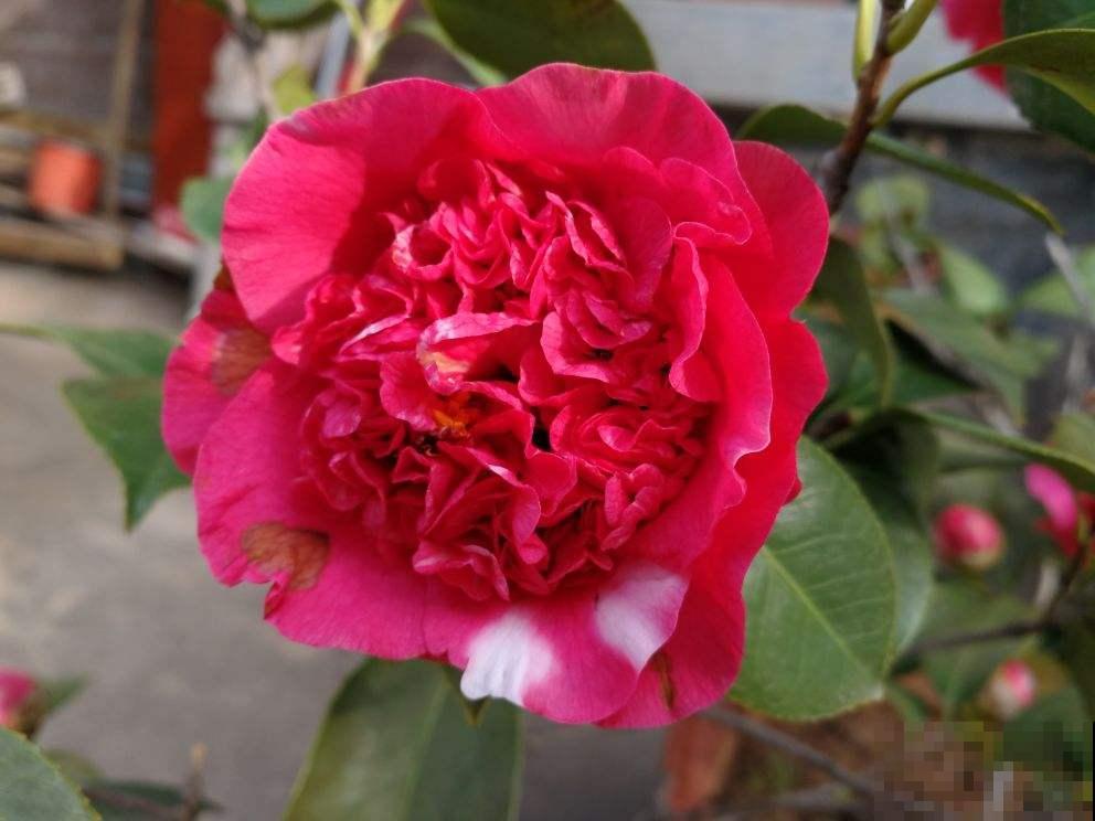 秋冬季节养花，选对了耐寒开花多，这份购花指南不能少