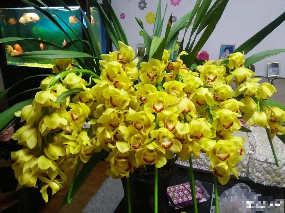 10种花冬天要施肥,不然不开花,而且活不过一年 10种花冬天要施肥,不然不开花,而且活不过一年