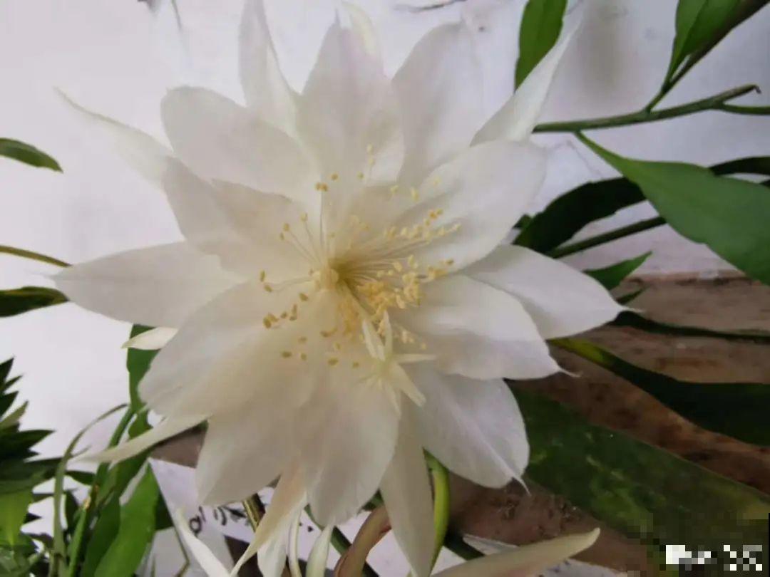 1种花就爱夜里开，养好能开上百朵花，满屋清香真过瘾