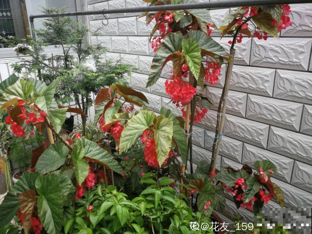 1种花俗称“摇钱树”，满盆长满小元宝，大吉大利，好看吉祥！