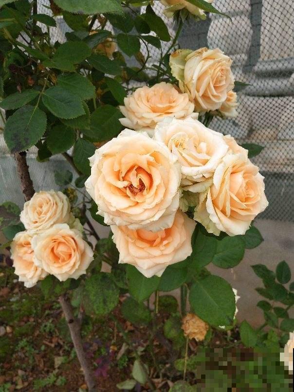 适合新手养的月季，花朵一个比一个大，花期还超长待机