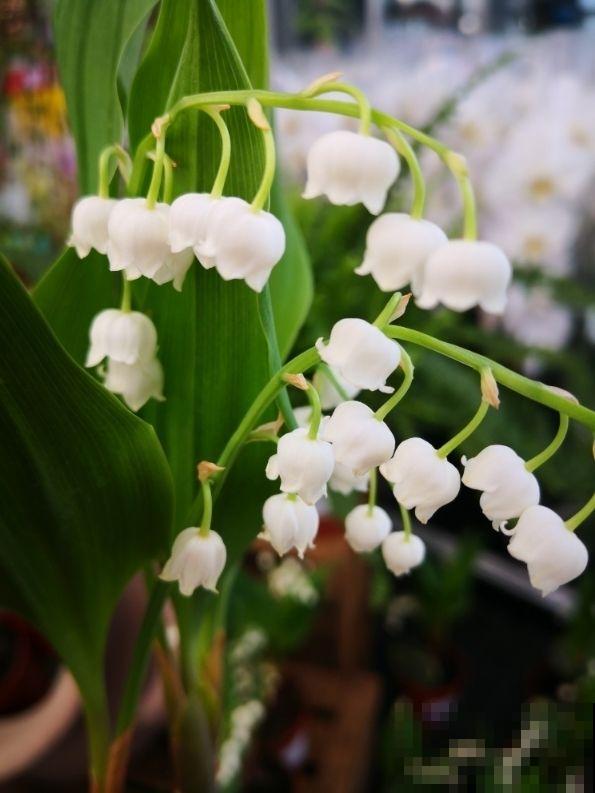 “一次性”的花，难怪怎么养都不再开花，开完就赶紧扔掉