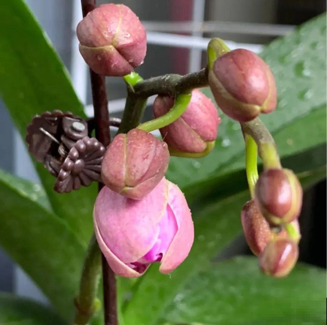 养花一直不开花,给他套个黑塑料袋,花苞呼呼冒 养花一直不开花,给他套个黑塑料袋,花苞呼呼冒