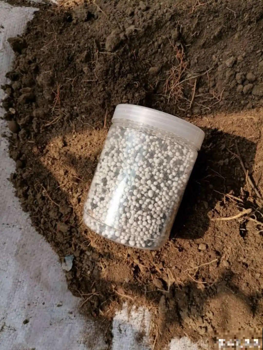 爱“生崽”的花,现在赶紧翻盆,一盆变多盆还能挣钱 爱“生崽”的花,现在赶紧翻盆,一盆变多盆还能挣钱