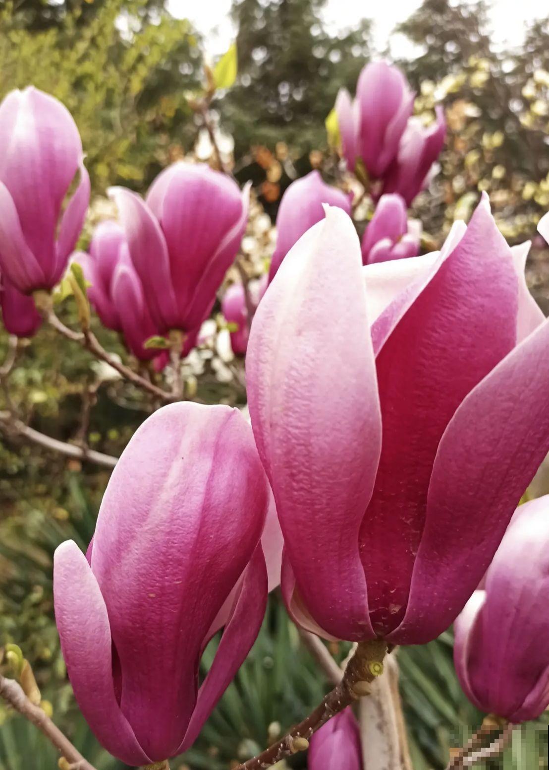 12月种上一棵玉兰花，2月初春开满头，还有“镇宅吉利”好兆头