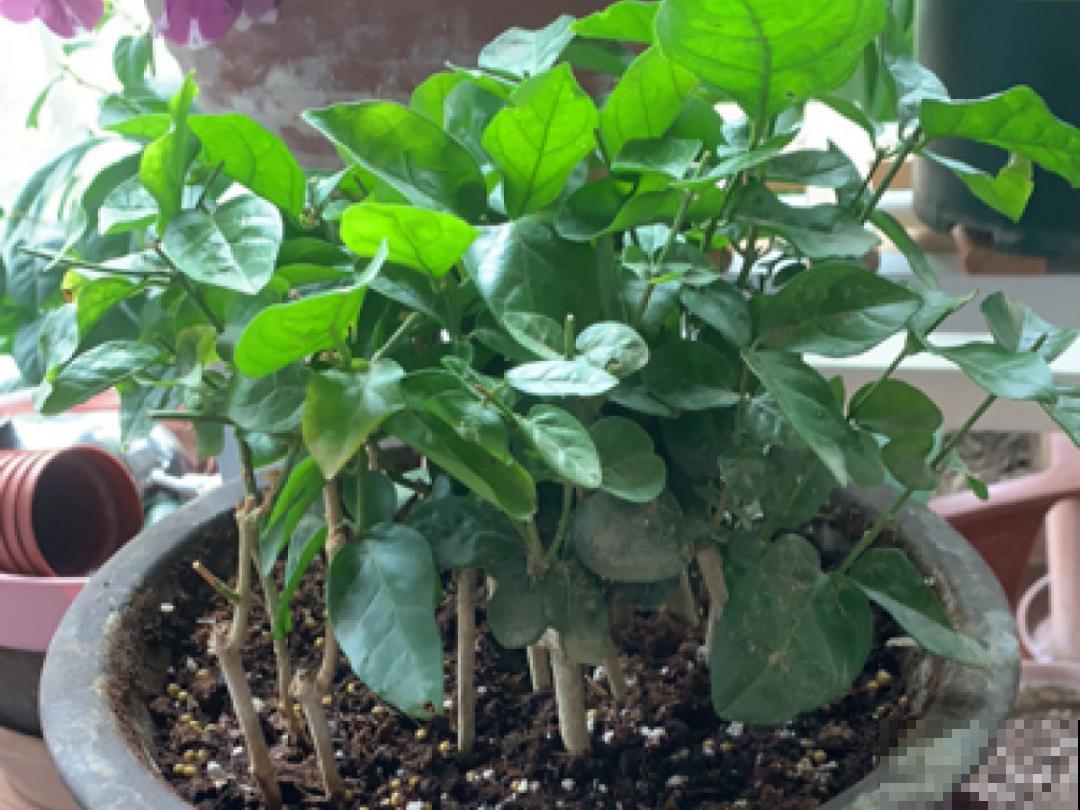 10种花,冬天要休眠,赶紧修剪防冻,才能安全越 10种花,冬天要休眠,赶紧修剪防冻,才能安全越