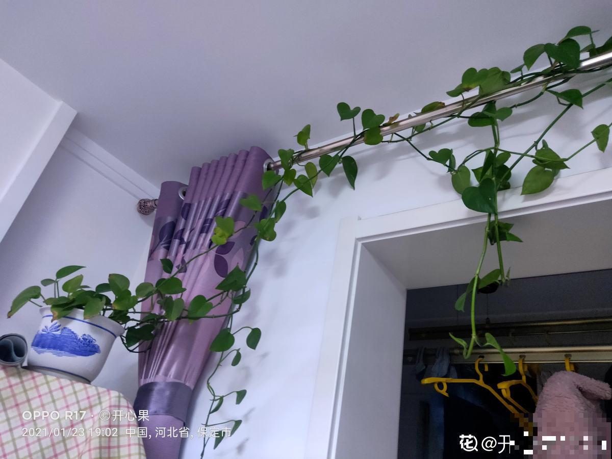 绿萝太“晦气”，老人清理掉，却被儿子吼了一顿，究竟谁错了