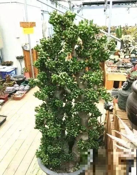 客厅养好树,子孙一直富,8种树养在家,镇宅有安全感 客厅养好树,子孙一直富,8种树养在家,镇宅有安全感