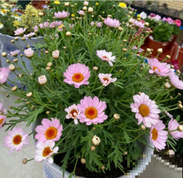 密密麻麻的花,一开花就“刹不住车”,这样的阳台谁不喜欢 密密麻麻的花,一开花就“刹不住车”,这样的阳台谁不喜欢