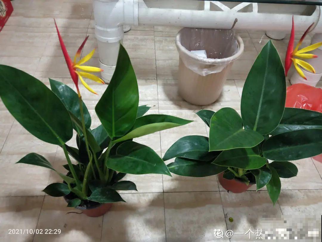 腊月买花要睁大眼,这8种花别要,养不活还浪费钱 腊月买花要睁大眼,这8种花别要,养不活还浪费钱