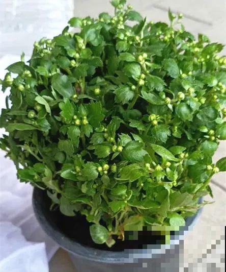 秋天种16种花，冬天就能开爆盆，满盆都是花