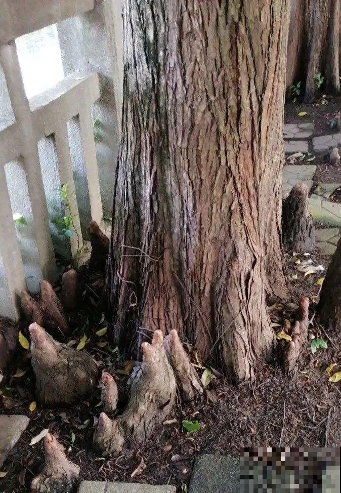 腊月买花要睁大眼,这8种花别要,养不活还浪费钱 腊月买花要睁大眼,这8种花别要,养不活还浪费钱