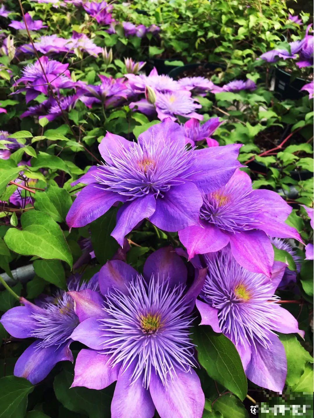 藤本植物的颜值王者,开花成瀑布,-20度冻不死! 藤本植物的颜值王者,开花成瀑布,-20度冻不死!