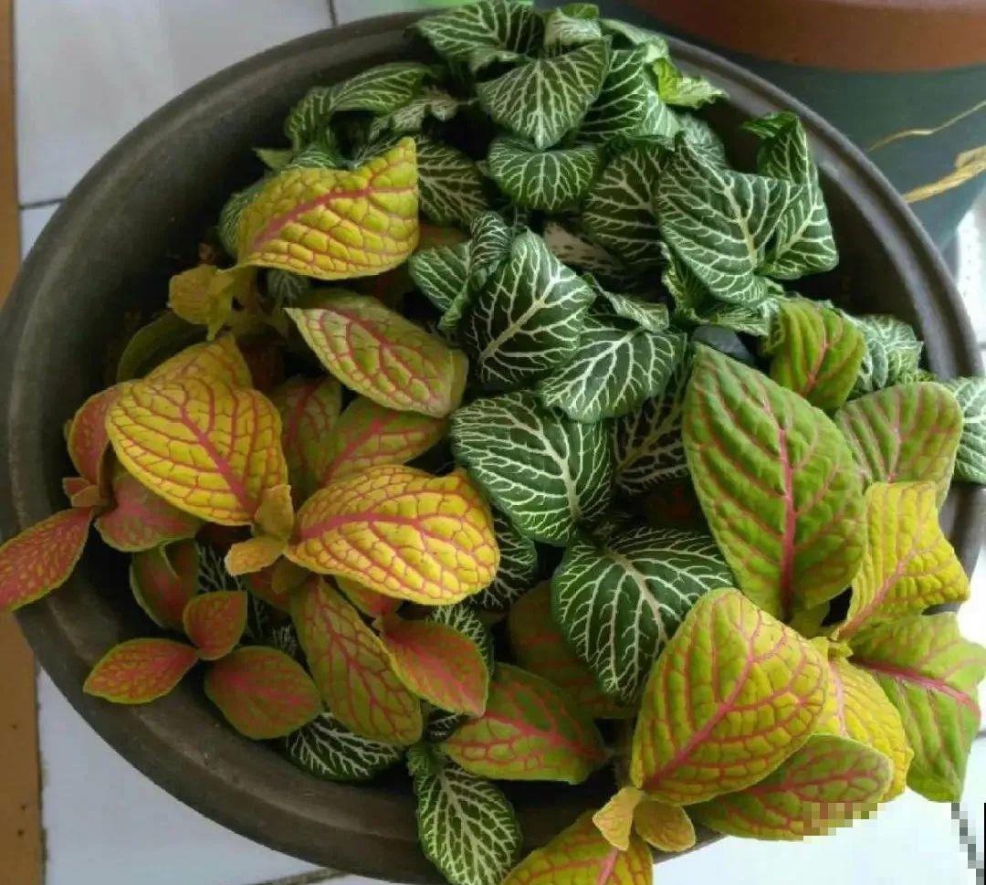 10种花冬天不能断水，勤浇水才能长得旺，叶子油亮有光泽