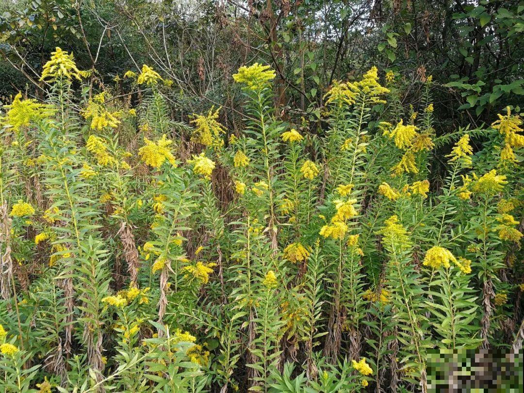 “恶魔之花”入侵,妥妥的生态杀手,看到一定要警惕 “恶魔之花”入侵,妥妥的生态杀手,看到一定要警惕