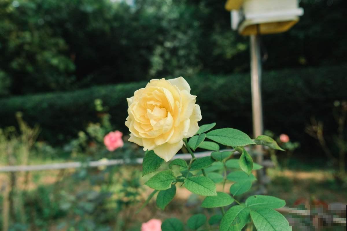 能把月季养好的人,都很有格局,这3种东西从来不小气 能把月季养好的人,都很有格局,这3种东西从来不小气