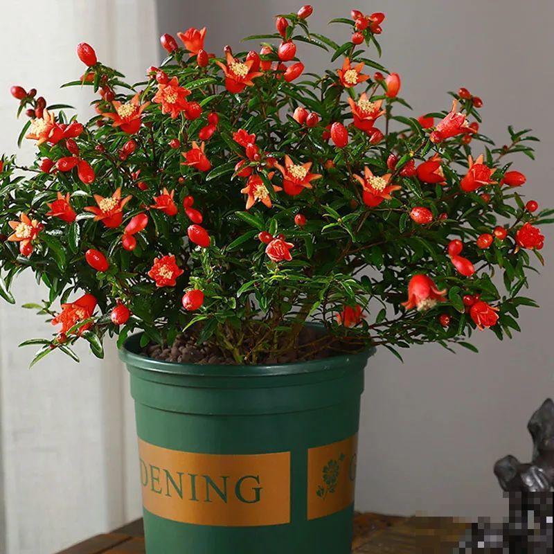 家里养盆“招财花”，一年四季开红花结红果，“招财旺运”又红火