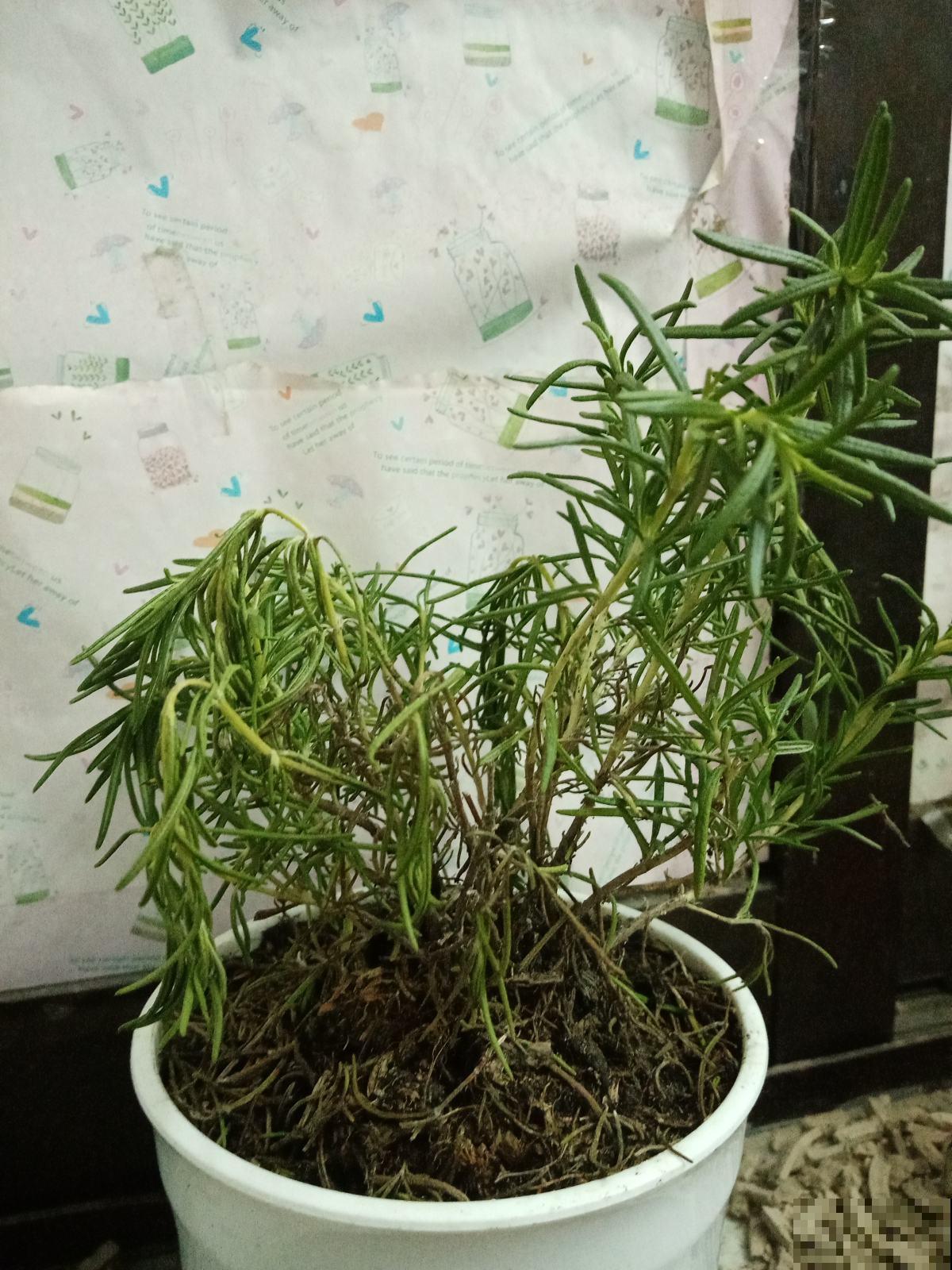 新买回家的花总是蔫叶，记住养花4要点，叶子油亮花开爆