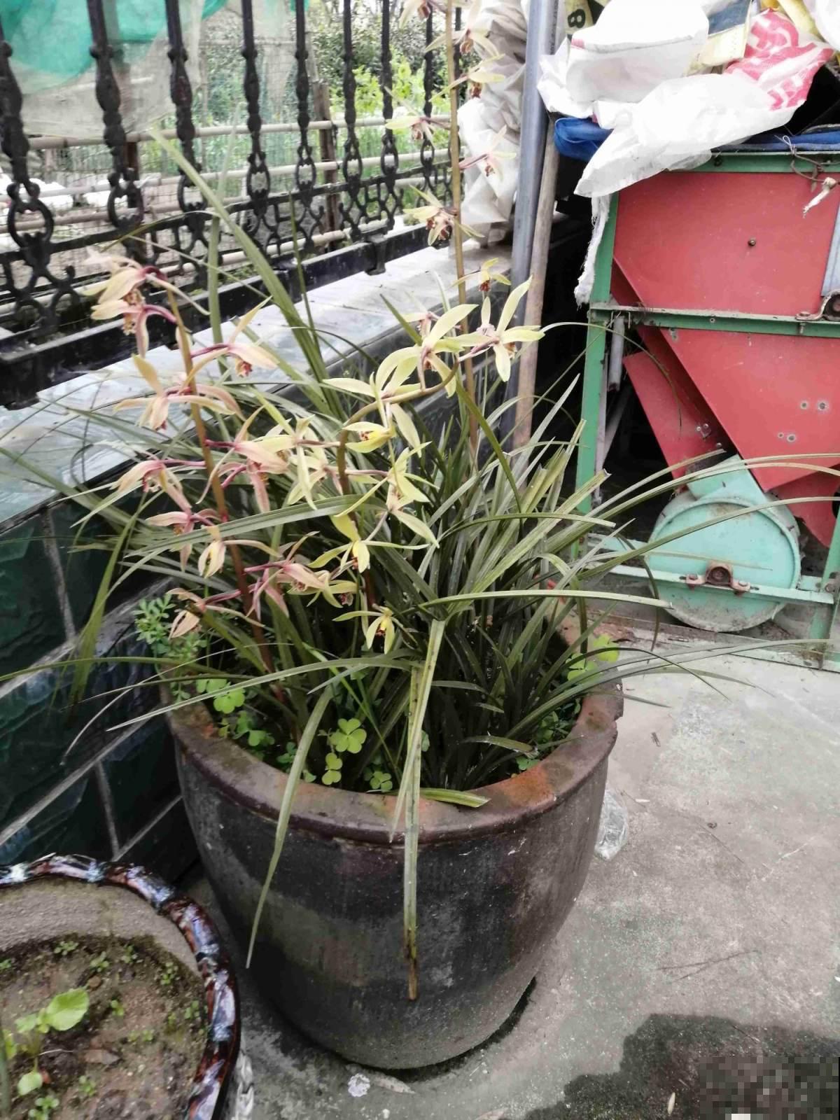 10种花天生“公主病”,真是没得治,养花大神遇到也头疼 10种花天生“公主病”,真是没得治,养花大神遇到也头疼