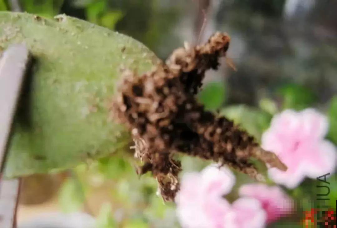 蟹爪兰软趴趴、掉花苞？它有“5怕”，避开后，叶片硬如铁！