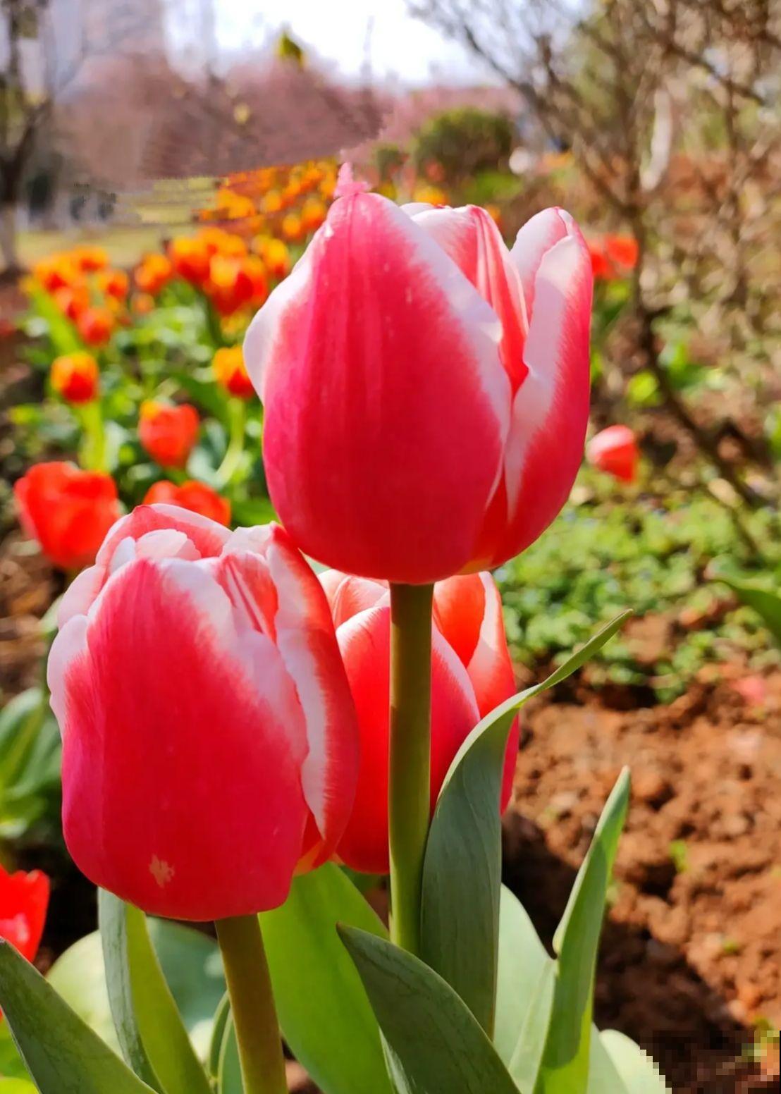 1个“洋葱球”埋土里,20天冒出“青葱芽”,一个月开花比脸大 1个“洋葱球”埋土里,20天冒出“青葱芽”,一个月开花比脸大