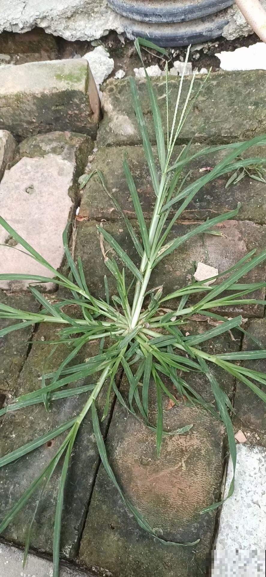 农村常见的1种野草，如今城里排队上山挖，浑身都是宝鲜有人知