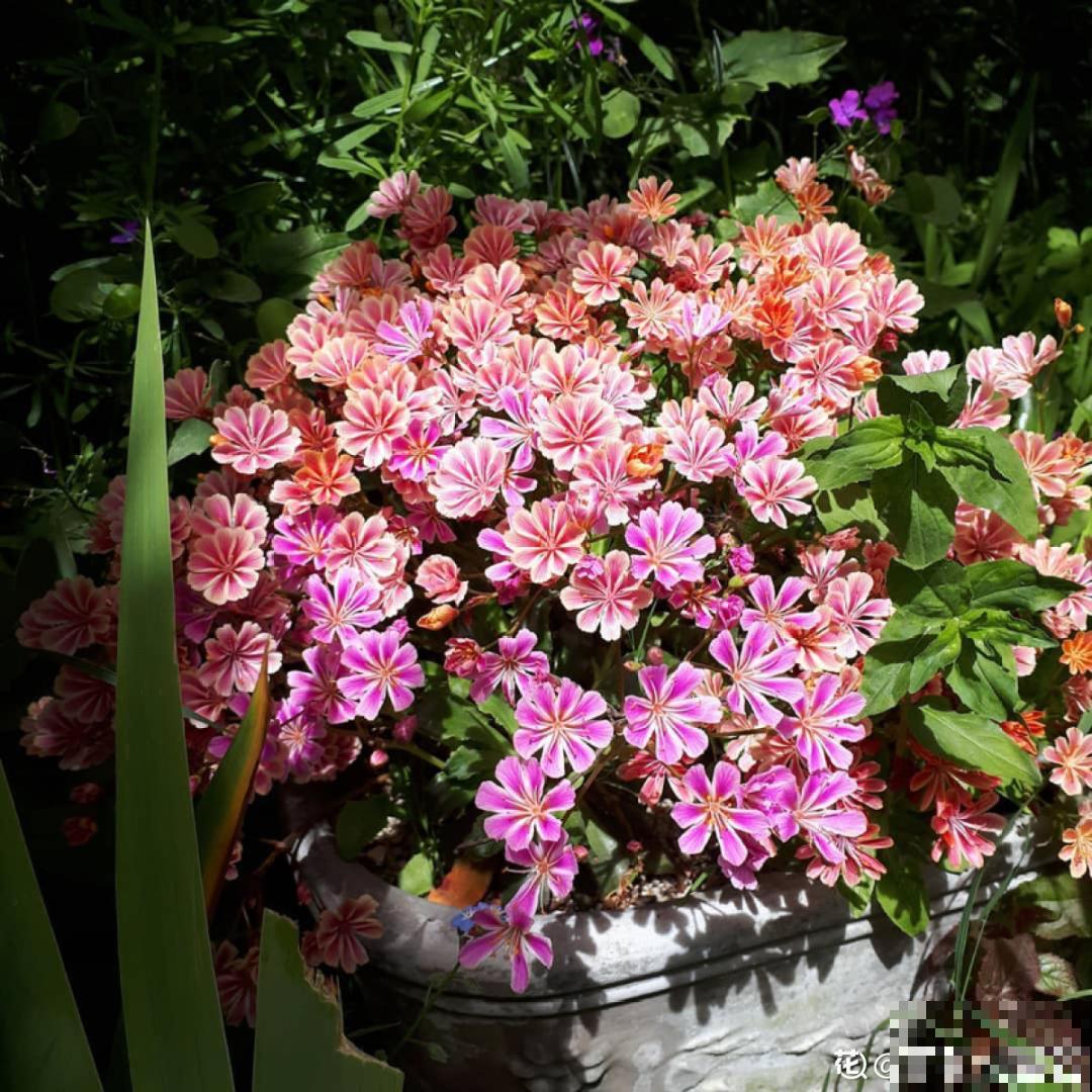 颜值超高的小清新植物,一年到头都在开花,而且越开花越多 颜值超高的小清新植物,一年到头都在开花,而且越开花越多