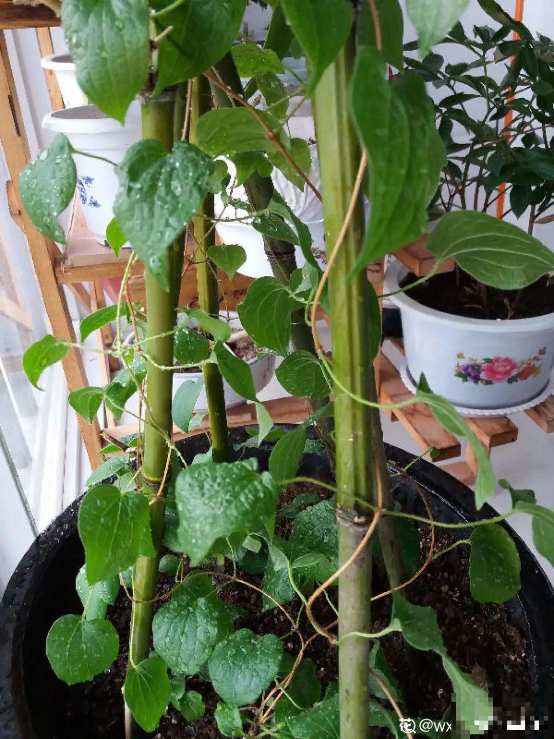 藤本植物的颜值王者,开花成瀑布,-20度冻不死! 藤本植物的颜值王者,开花成瀑布,-20度冻不死!