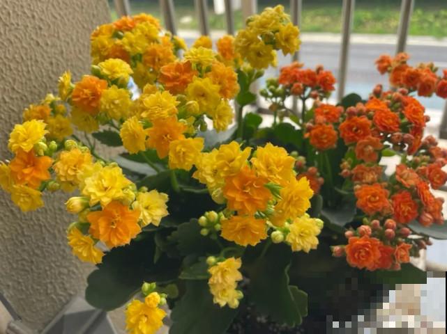 秋天给花补点“猛肥”，嫩芽一茬接一茬，花苞呼呼冒