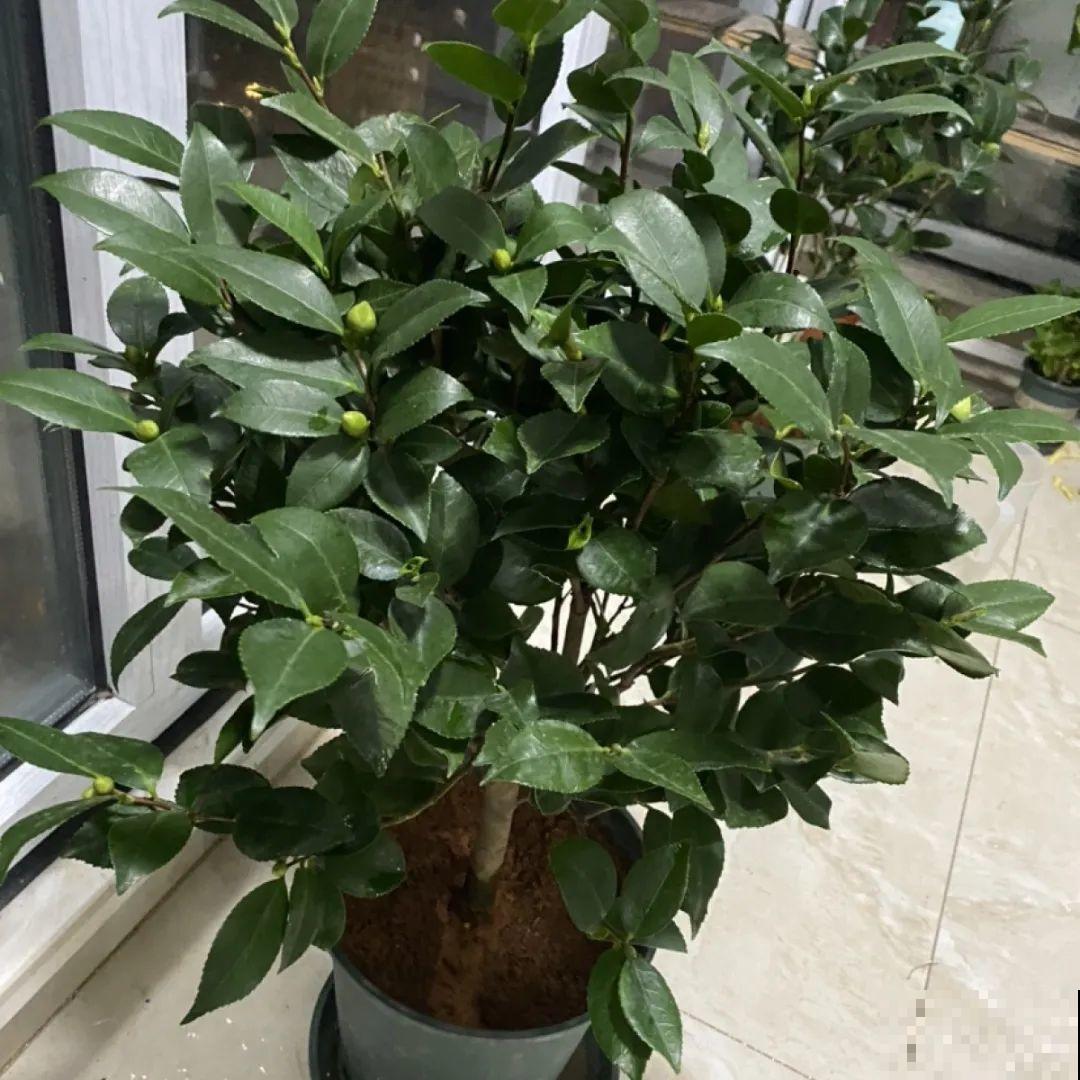 10种花，冬天别喷水，越喷越烂叶，变成光杆特丑