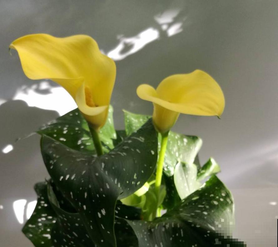 植物界的“女王大人”，自带女王气场，光听名字就很霸气