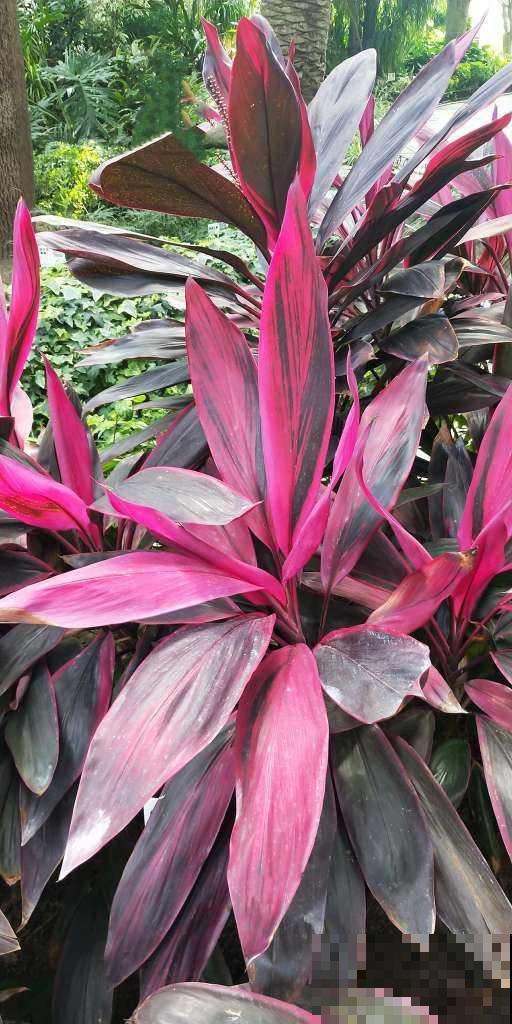 要想生活多贵气,还得养这4种竹,日子越过越好 要想生活多贵气,还得养这4种竹,日子越过越好