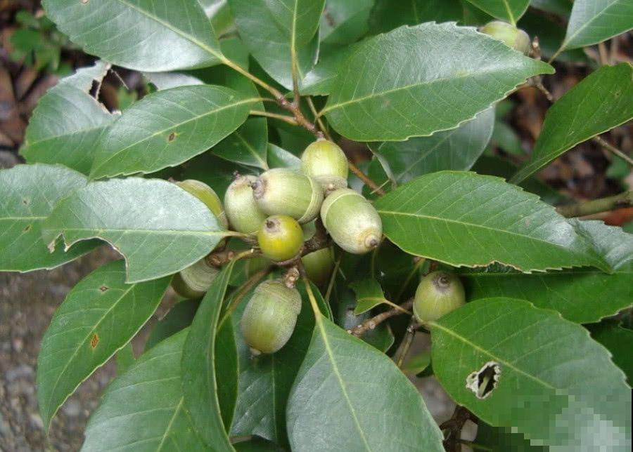 5种花有“气象本领”，学会看它“脸色”，天气预报都省了