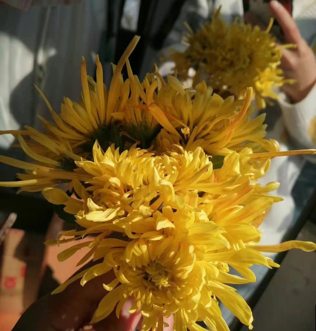 耐寒花清单,10种花能耐零下15度,秋冬养正合适 耐寒花清单,10种花能耐零下15度,秋冬养正合适