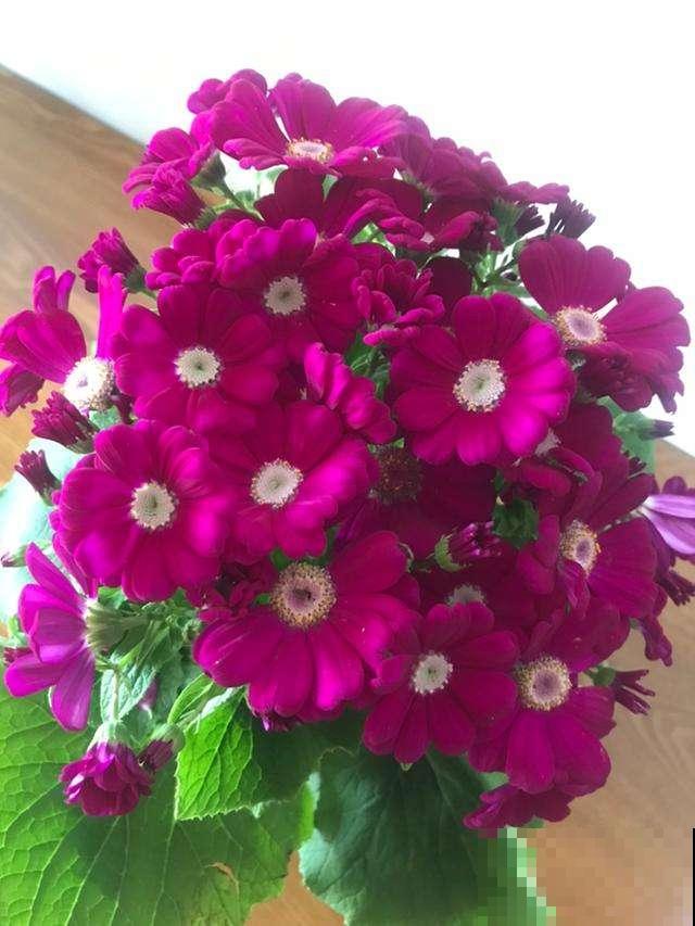 冬天便宜又好看的花,两块钱一盆,养死了也不心疼 冬天便宜又好看的花,两块钱一盆,养死了也不心疼