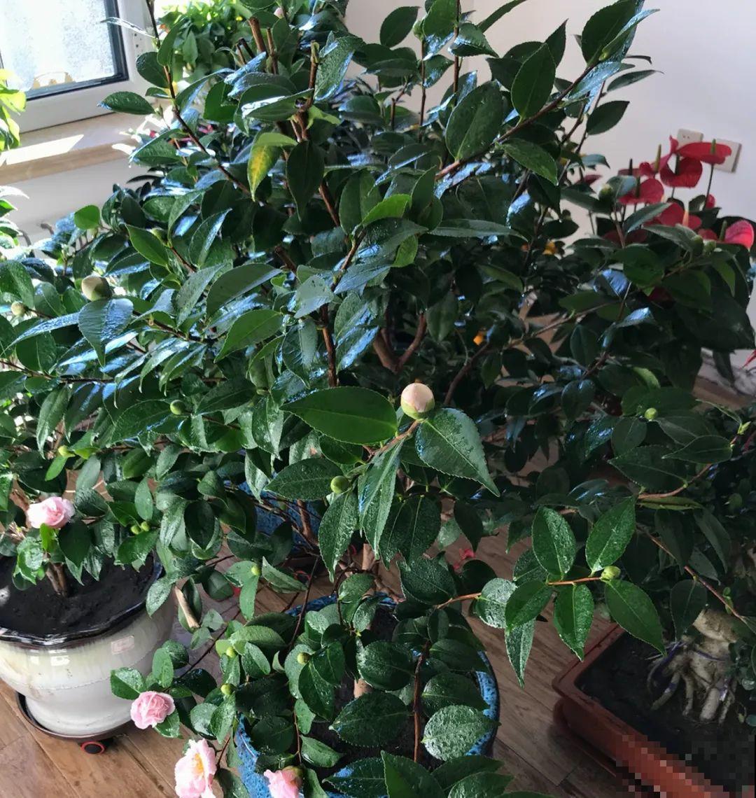 长在审美点上的茶花,香气袭人,花香满是高级感 长在审美点上的茶花,香气袭人,花香满是高级感