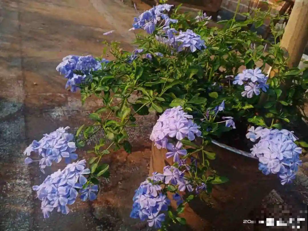 冬天扦插6种花，简单易成活，一盆变多盆