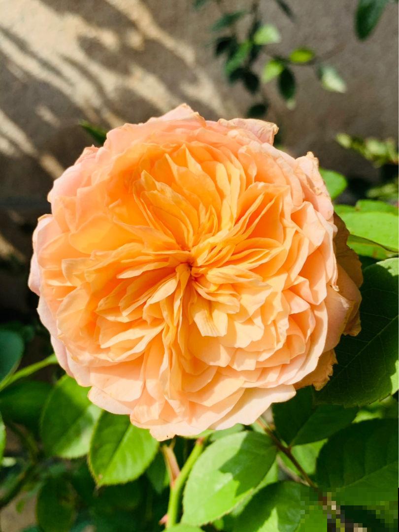 养花做到“4不贪”,养护有“度”,植物才能养得好 养花做到“4不贪”,养护有“度”,植物才能养得好