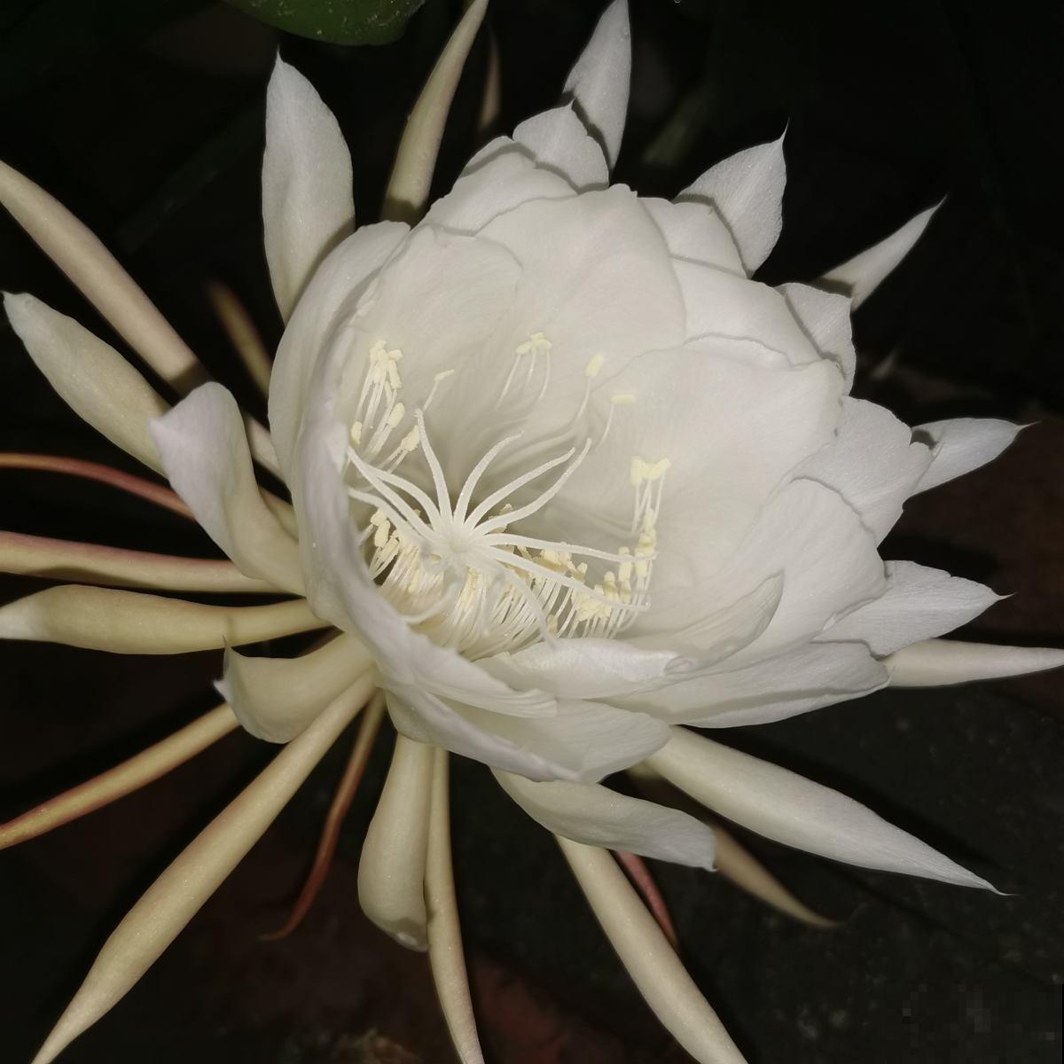 昙花一现人人知，开花仅一天的花，不止有昙花