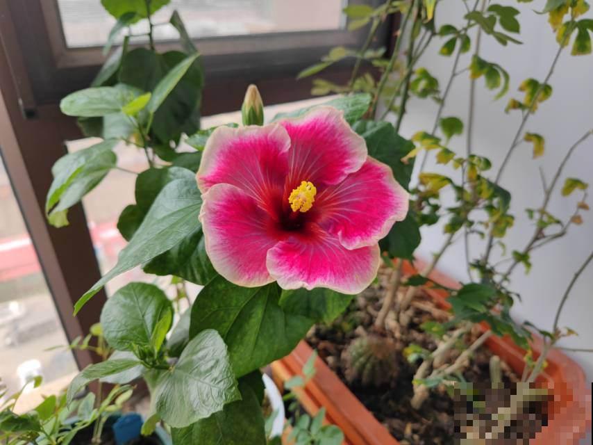 7种花堪称是“药箱子”，老中医们都爱养，浑身上下都是宝