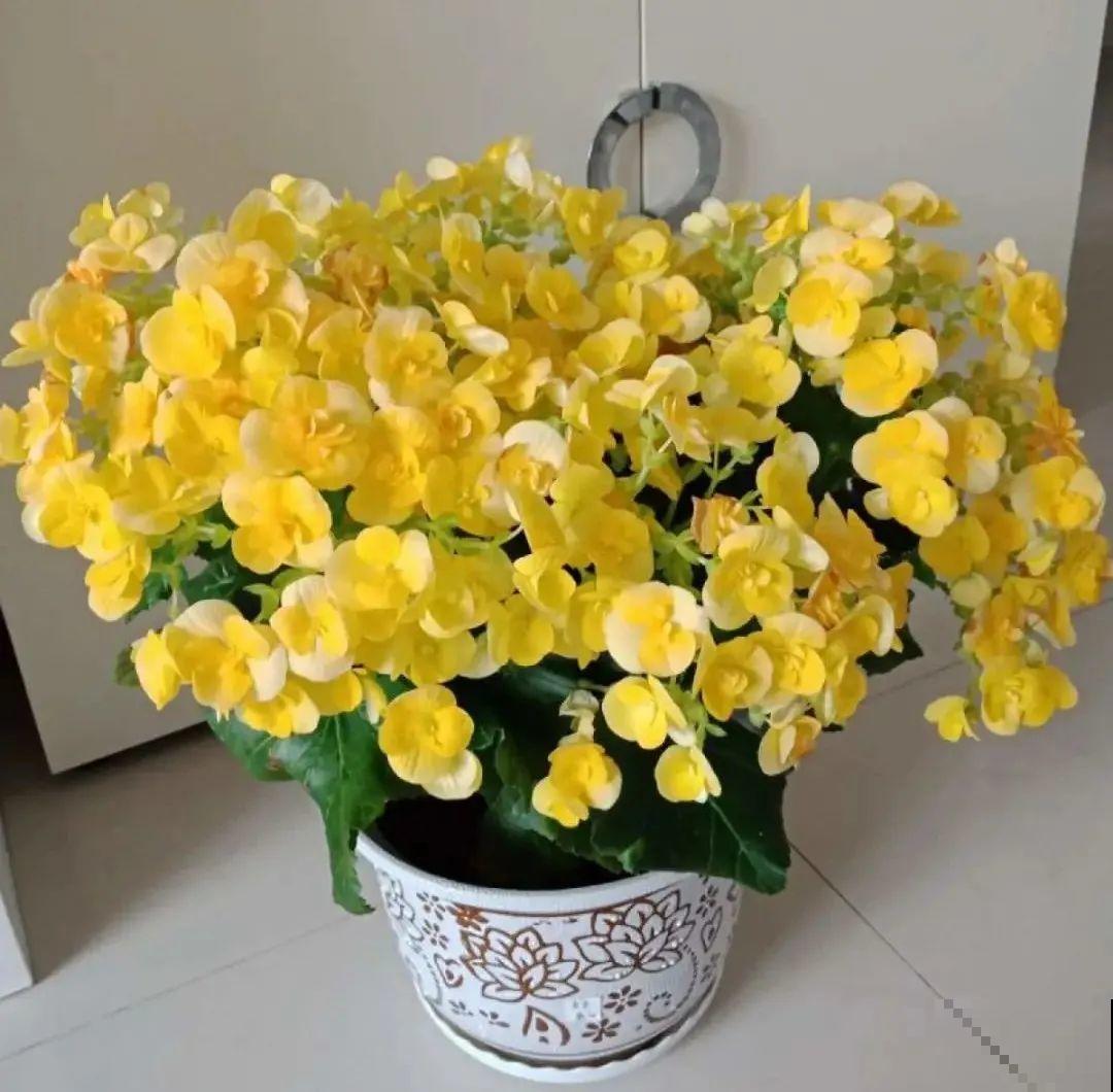 买茶花也要注意“坑”，注意5要点，叶子挺立有精神