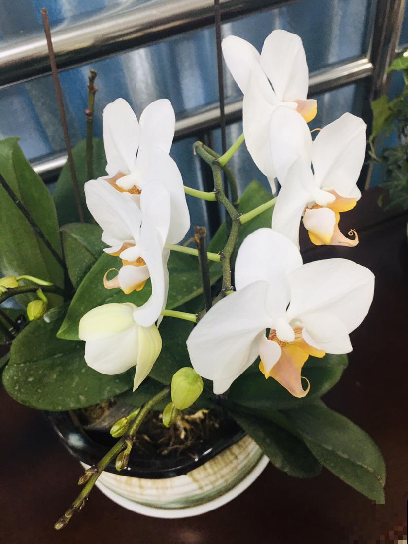 15种“阴性”花，家里没光适合养，光太强反而长不好