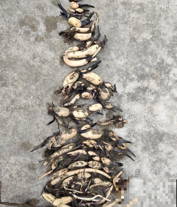 天气一凉，吃这6种蔬果特养人，关键是在家也能种